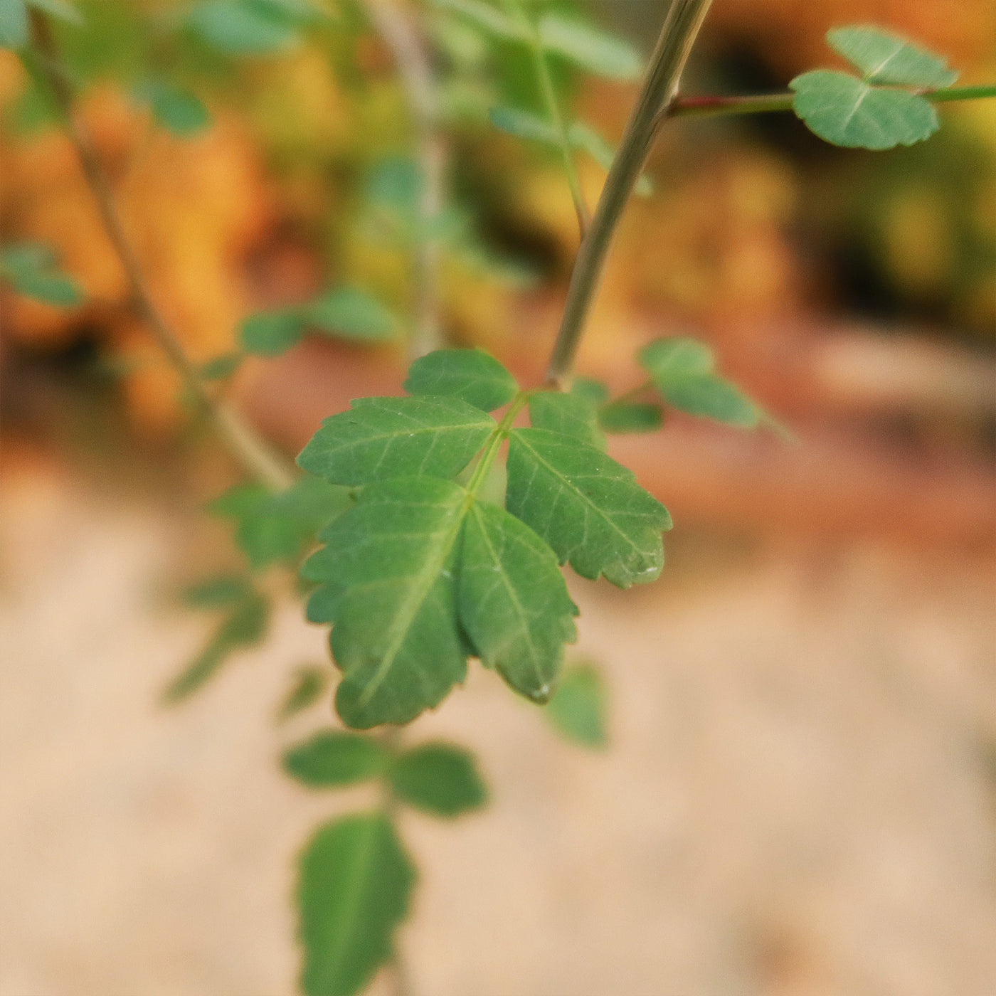 Bursera fagaroides