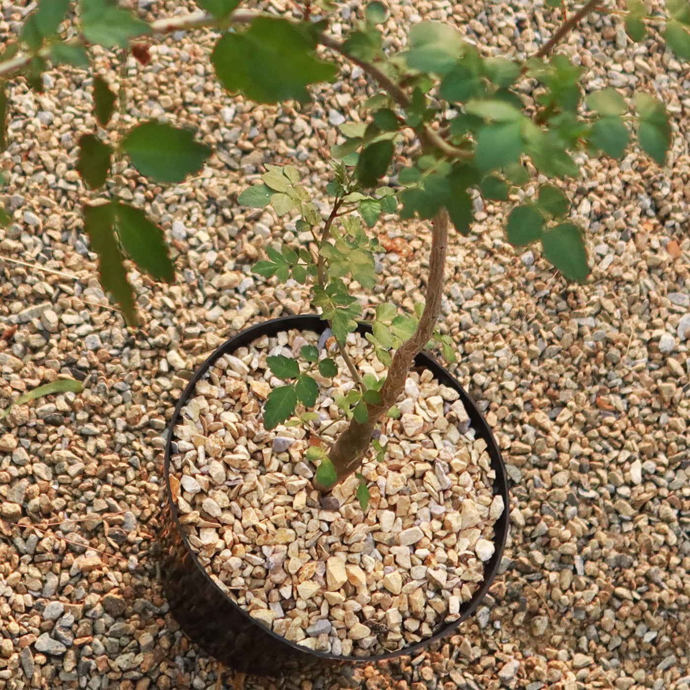 Bursera fagaroides