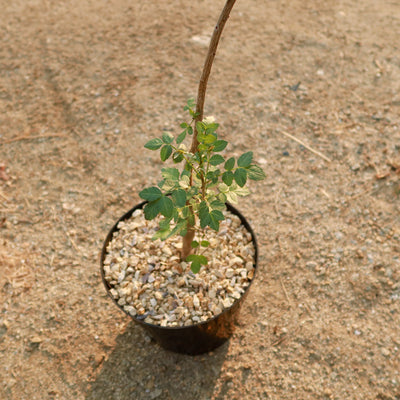 Bursera fagaroides