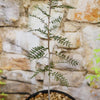 A young Bursera microphylla Elephant Tree with feathery green leaves in a rocky pot sits in front of a stone wall.