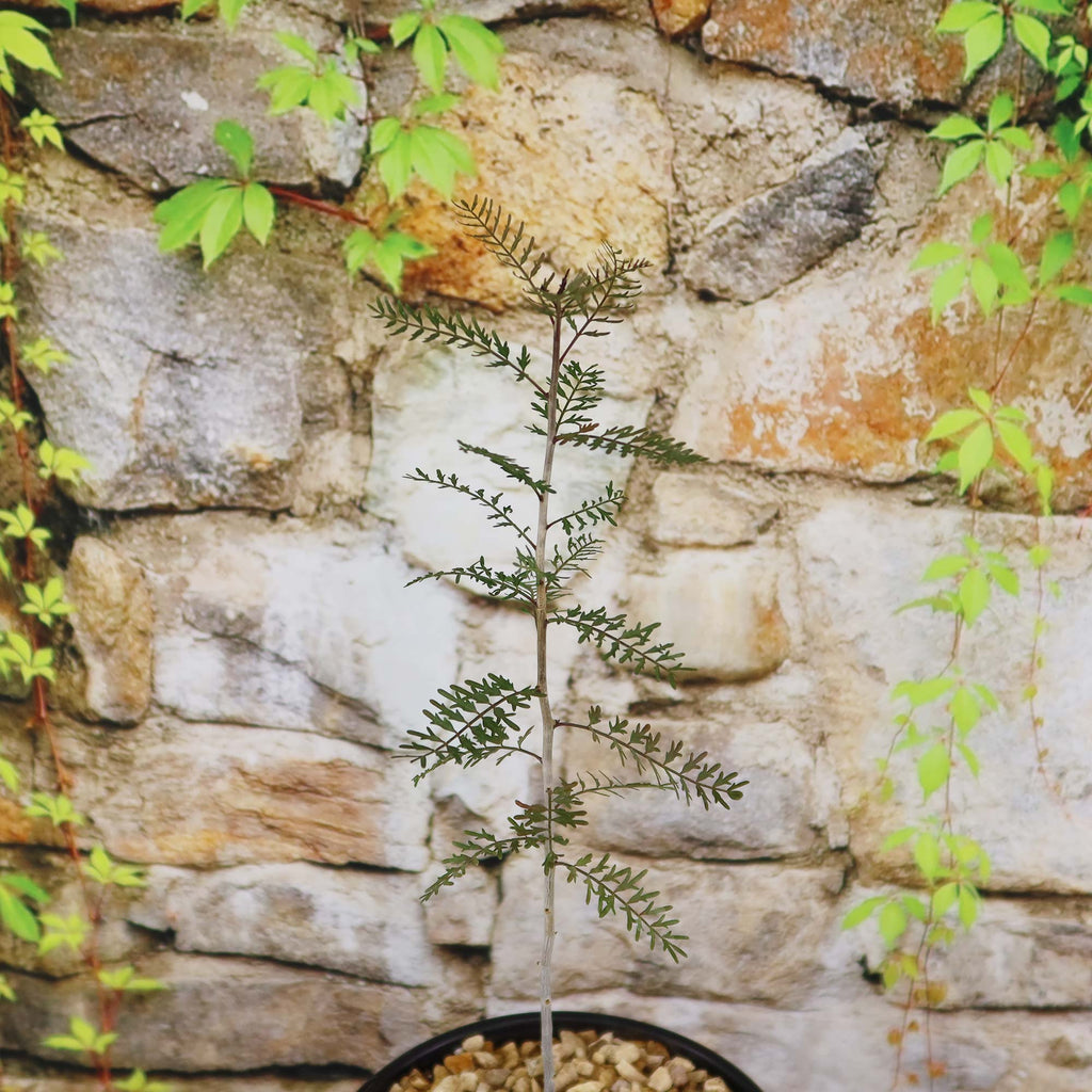 A young Bursera microphylla Elephant Tree with slender branches and small leaves grows in a pebble-filled pot near a vine-covered stone wall.