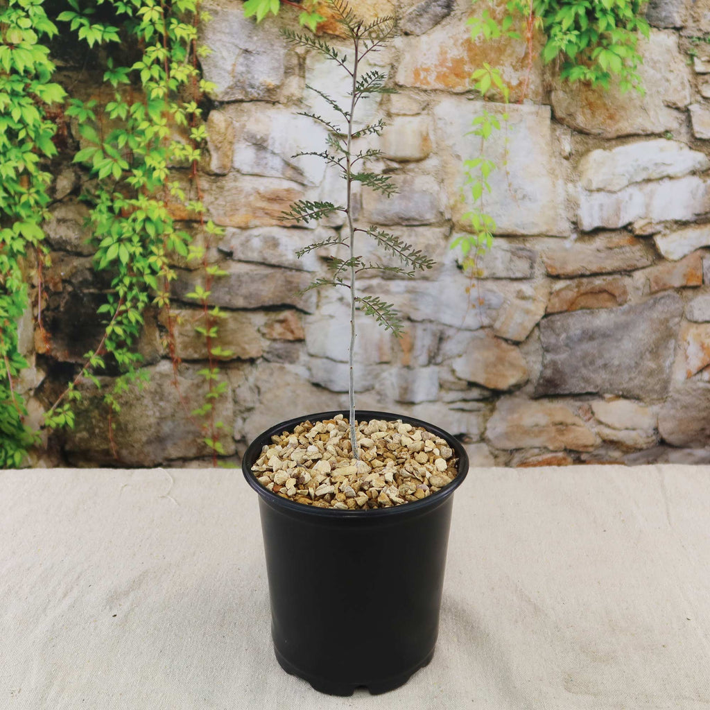A young Bursera microphylla Elephant Tree in a black plastic pot with small rocks, placed in front of a stone wall with green vines.