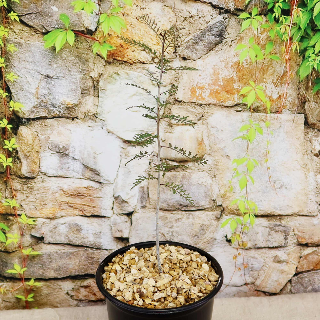 A young Bursera microphylla Elephant Tree in a black pot with small rocks sits before a stone wall covered in green vines.