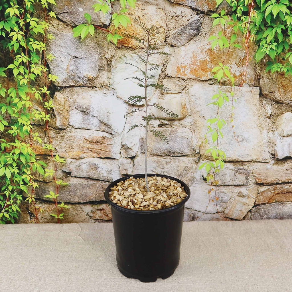 A Bursera microphylla Elephant Tree potted plant is displayed in front of a stone wall.