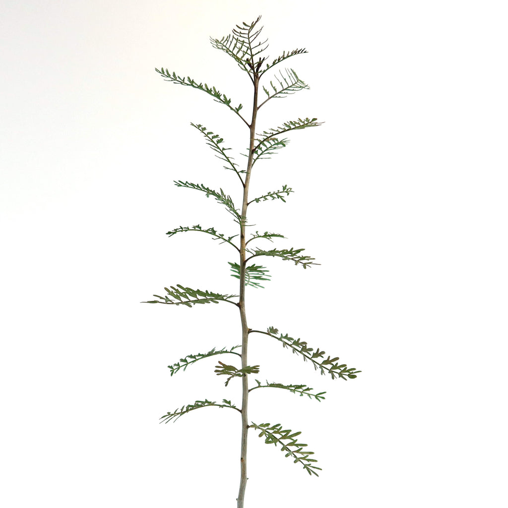 Slender Bursera microphylla Elephant Tree stem with symmetrical, fern-like green leaves on both sides against a plain white background.