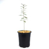 Young Bursera microphylla Elephant Tree in a black plastic pot with pebbly soil, displayed on a white background. Desert-adapted plant.