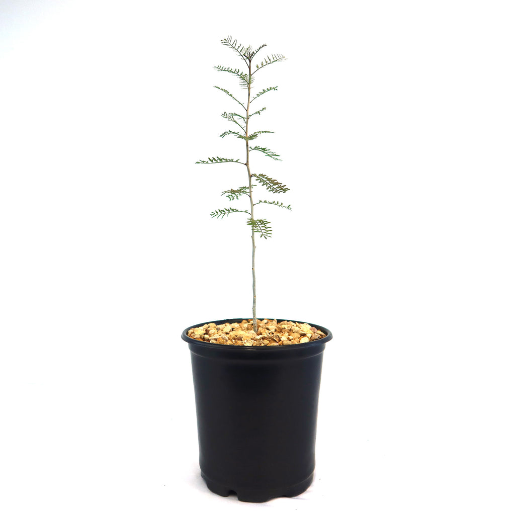 Young Bursera microphylla Elephant Tree in a black plastic pot with pebbly soil, displayed on a white background. Desert-adapted plant.