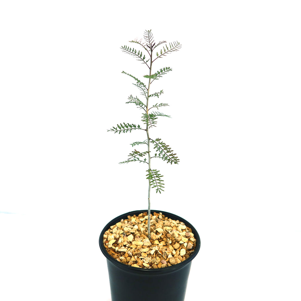 Bursera microphylla Elephant Tree, a drought-tolerant plant, adds distinctive beauty to any home or garden setting.