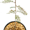 A young Bursera microphylla Elephant Tree with slender green leaves in a pot with light brown pebbles, shown on a white background.