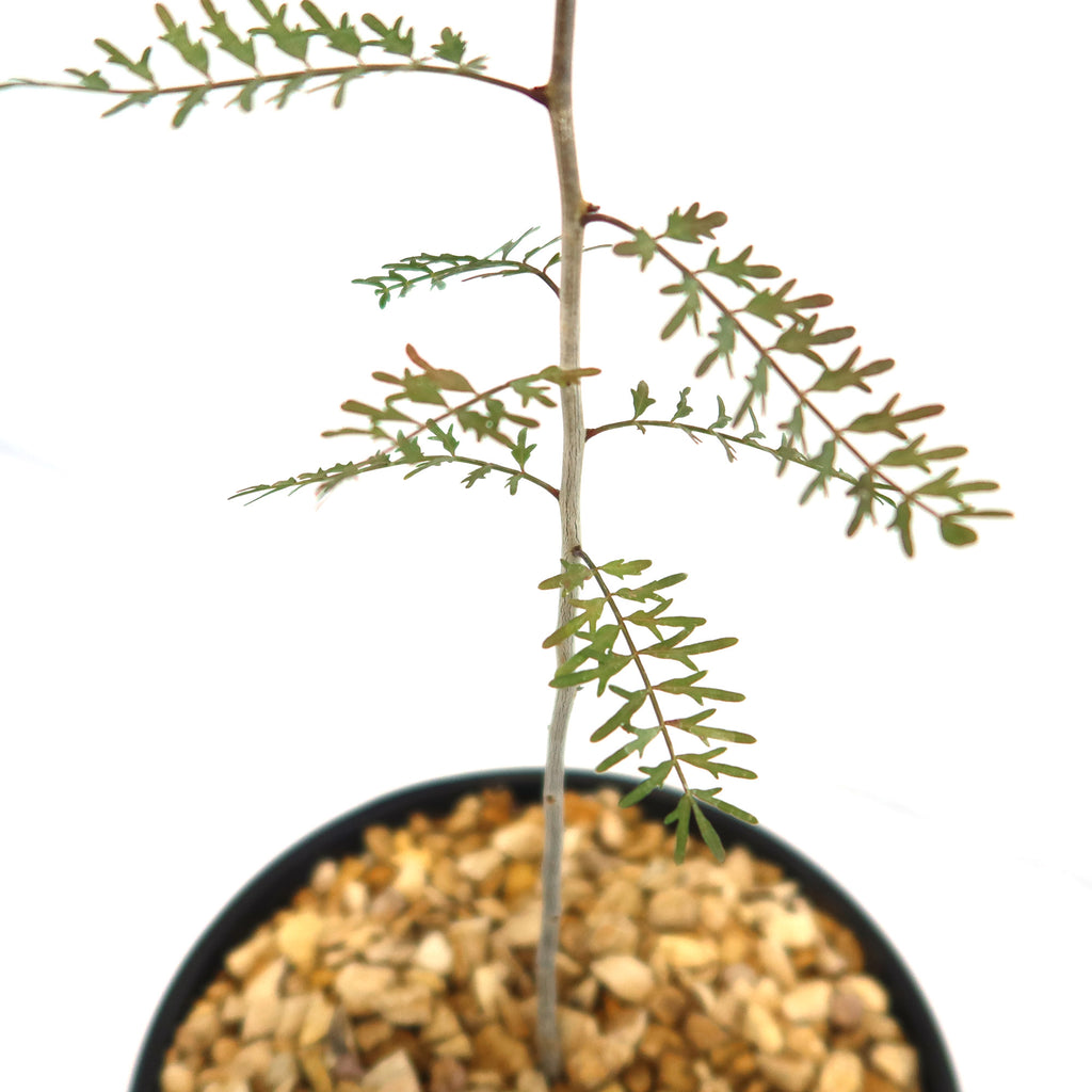A young Bursera microphylla Elephant Tree with slender green leaves in a pot with light brown pebbles, shown on a white background.