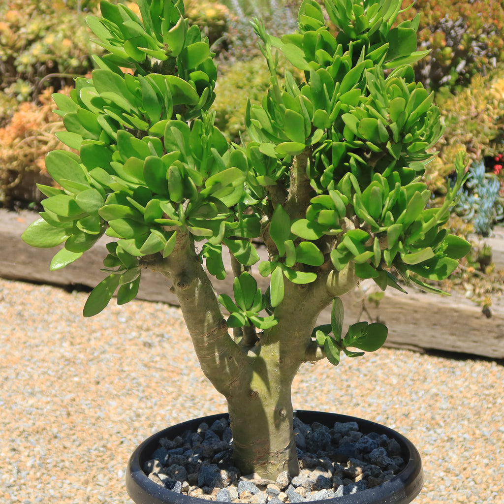 Butter Tree - Tylecodon paniculatus