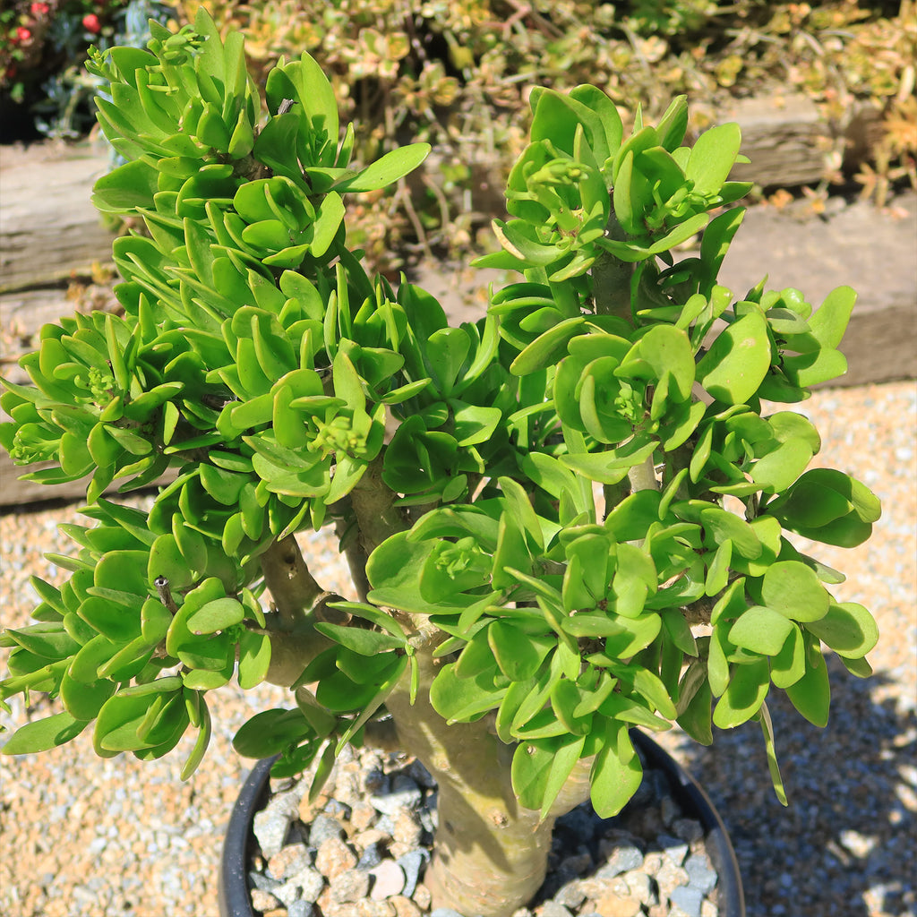 Butter Tree - Tylecodon paniculatus