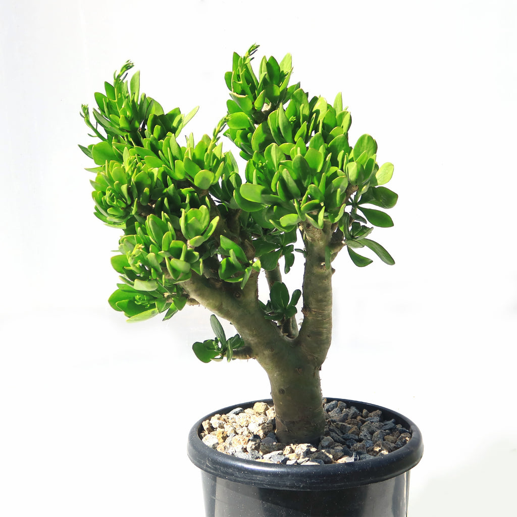 Butter Tree - Tylecodon paniculatus