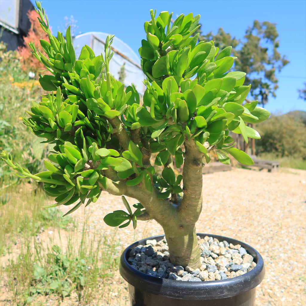 Butter Tree - Tylecodon paniculatus