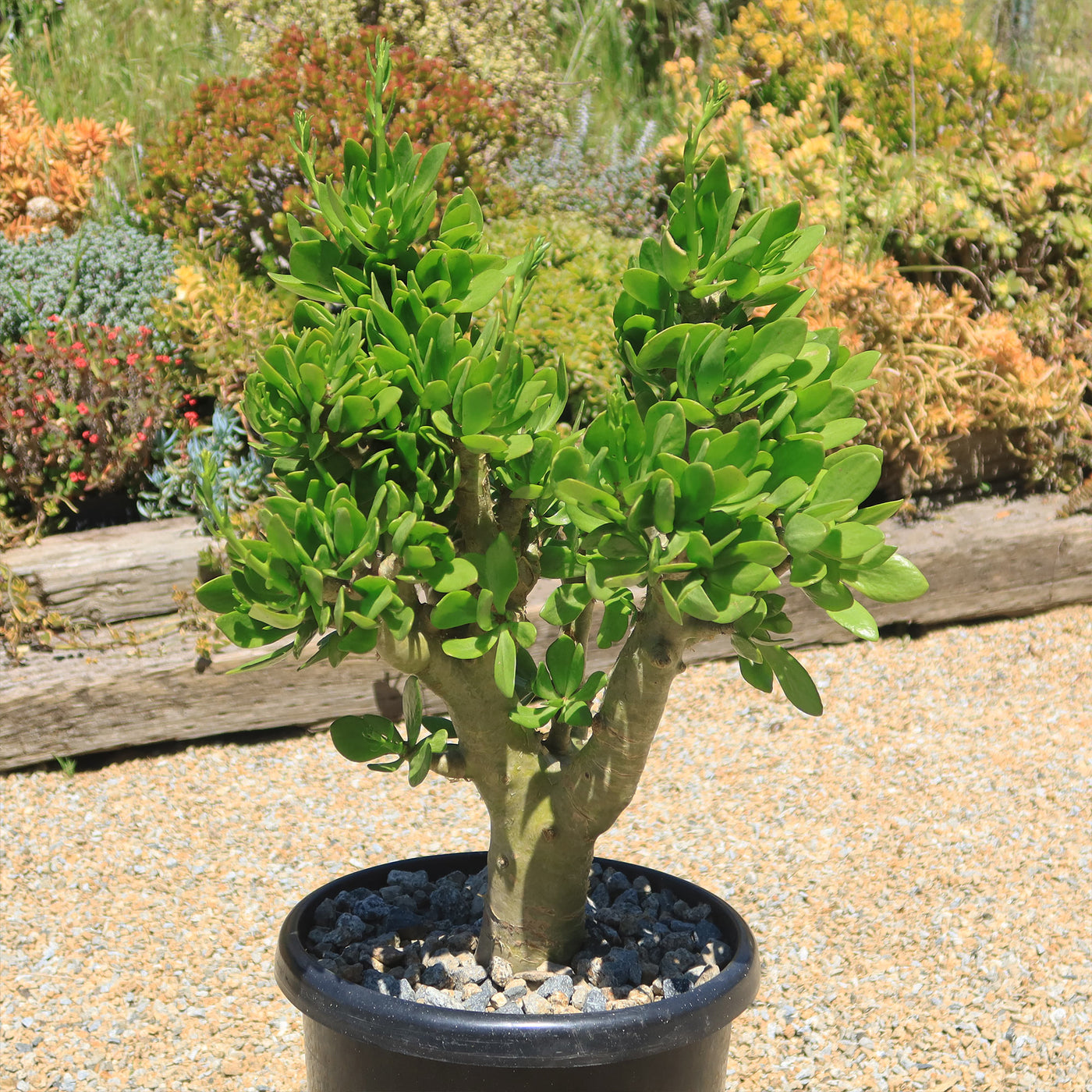 butter tree succulent Butter Tree