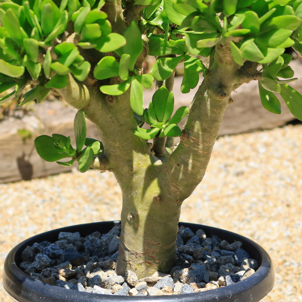 Butter Tree - Tylecodon paniculatus