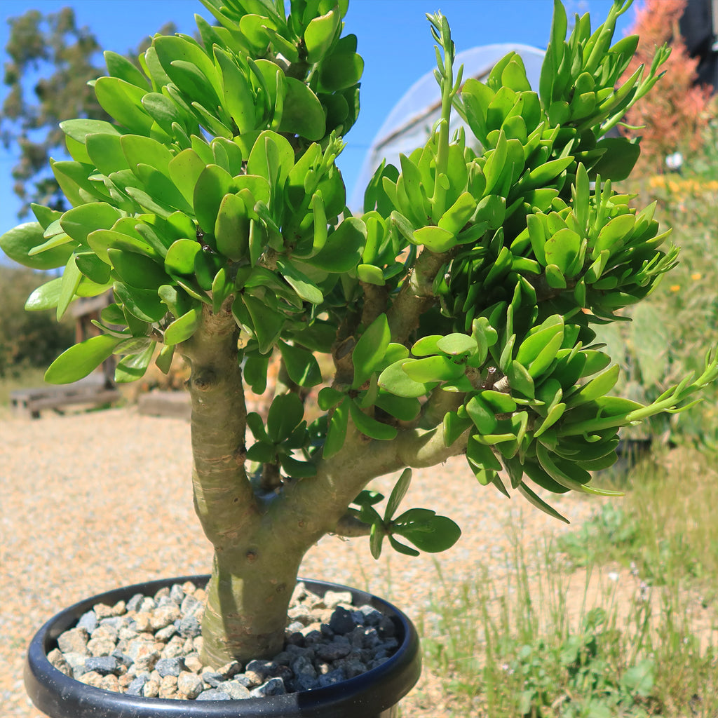 Butter Tree - Tylecodon paniculatus