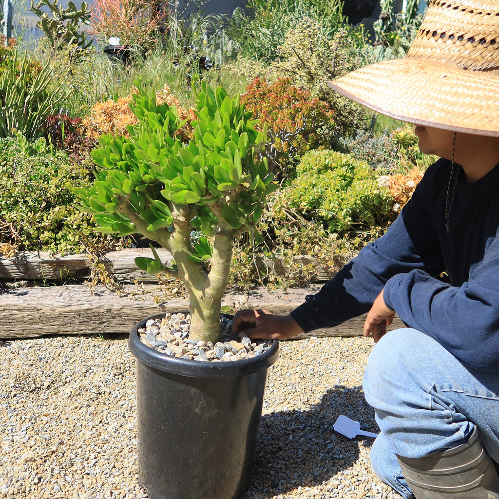 Butter Tree - Tylecodon paniculatus