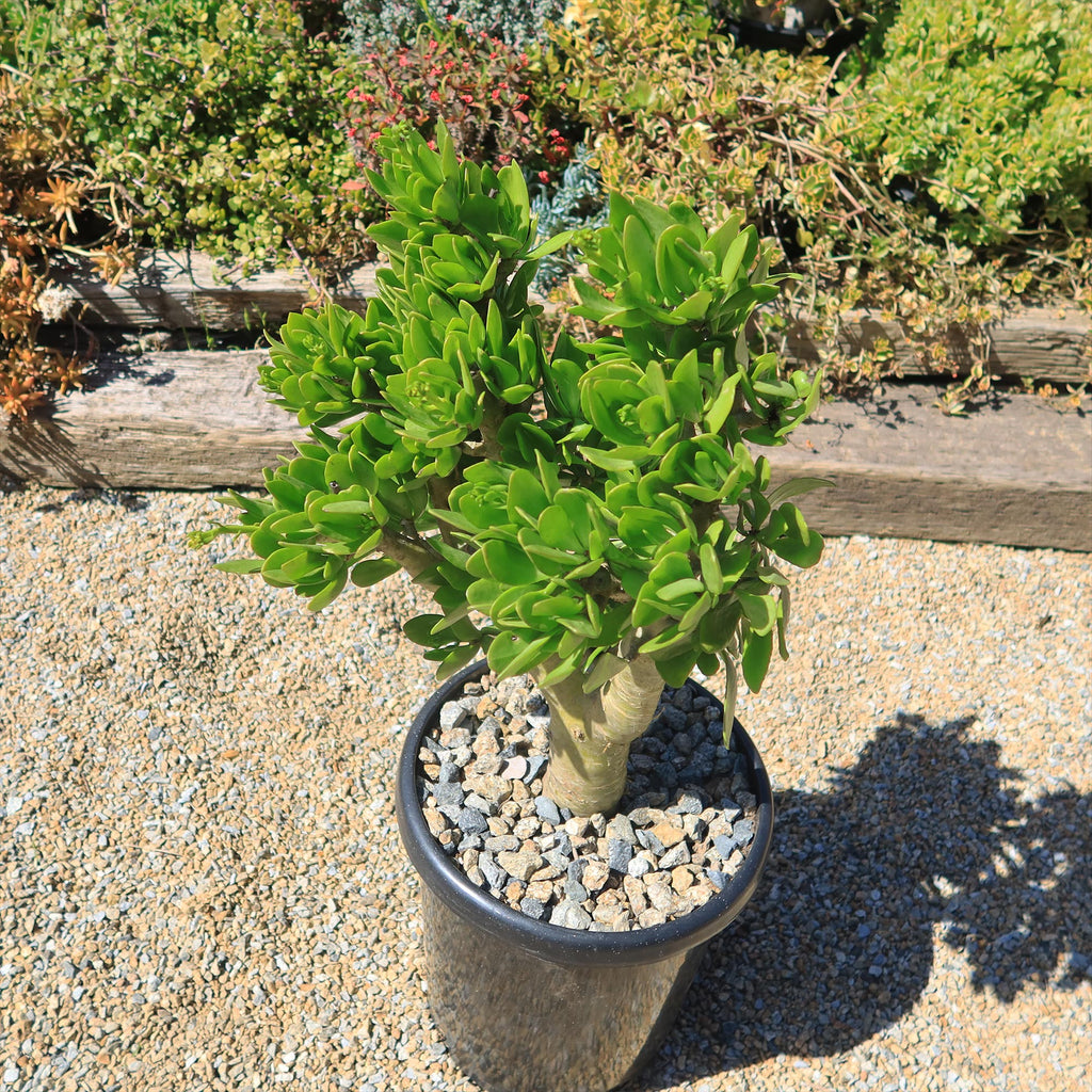 Butter Tree - Tylecodon paniculatus