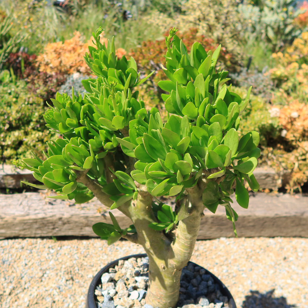 Butter Tree - Tylecodon paniculatus