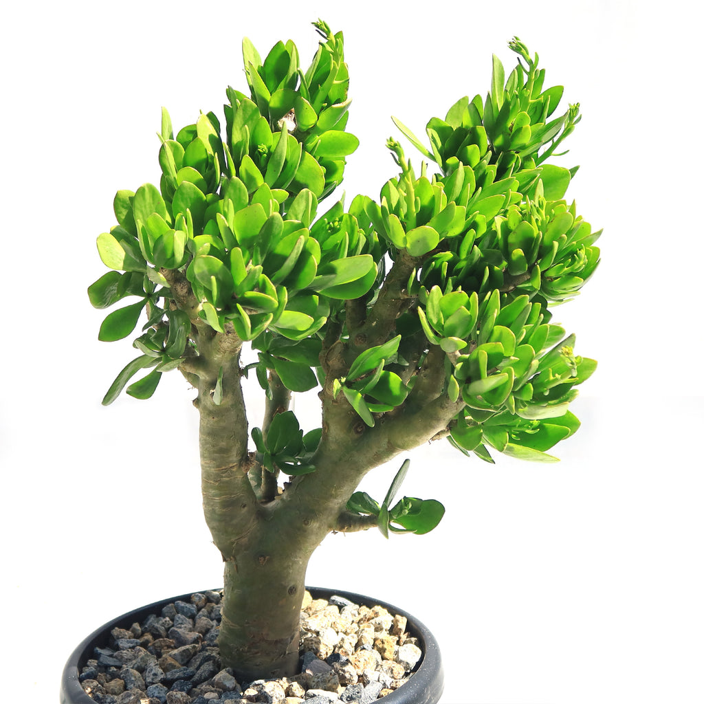 Butter Tree - Tylecodon paniculatus