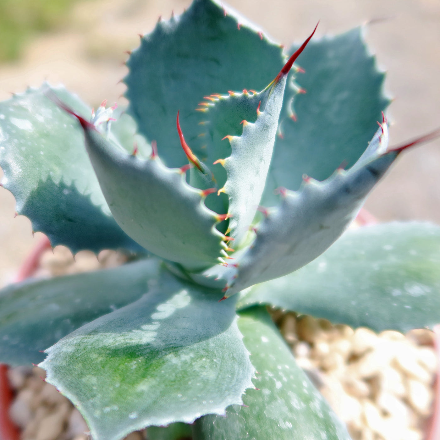 Butterfly Agave Potatorum