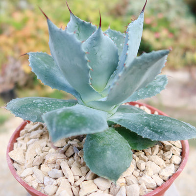 Butterfly Agave Potatorum