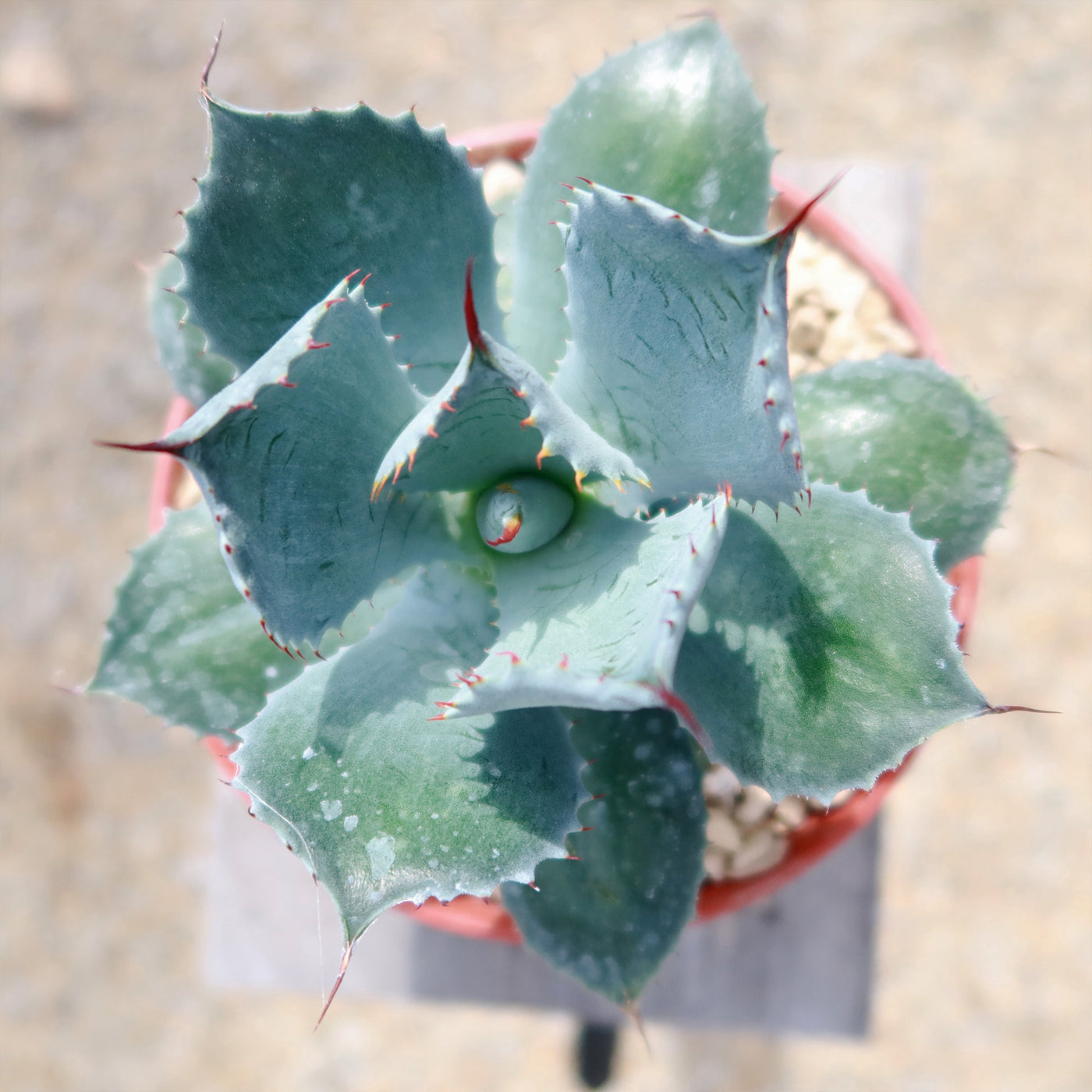 Butterfly Agave Potatorum