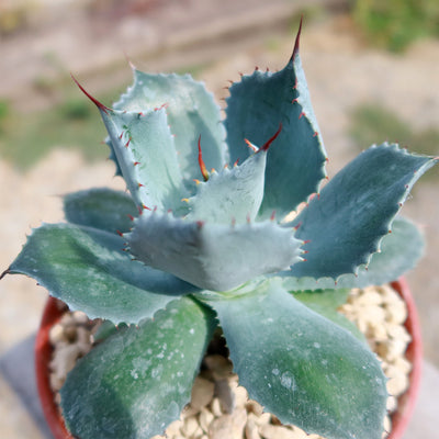 Butterfly Agave Potatorum