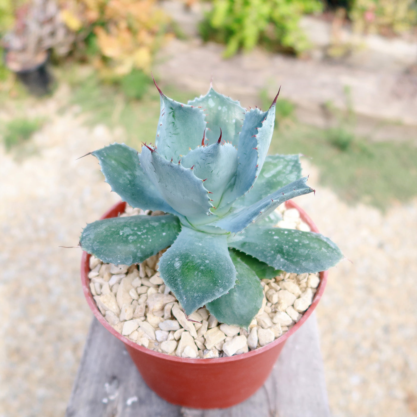 Butterfly Agave Potatorum