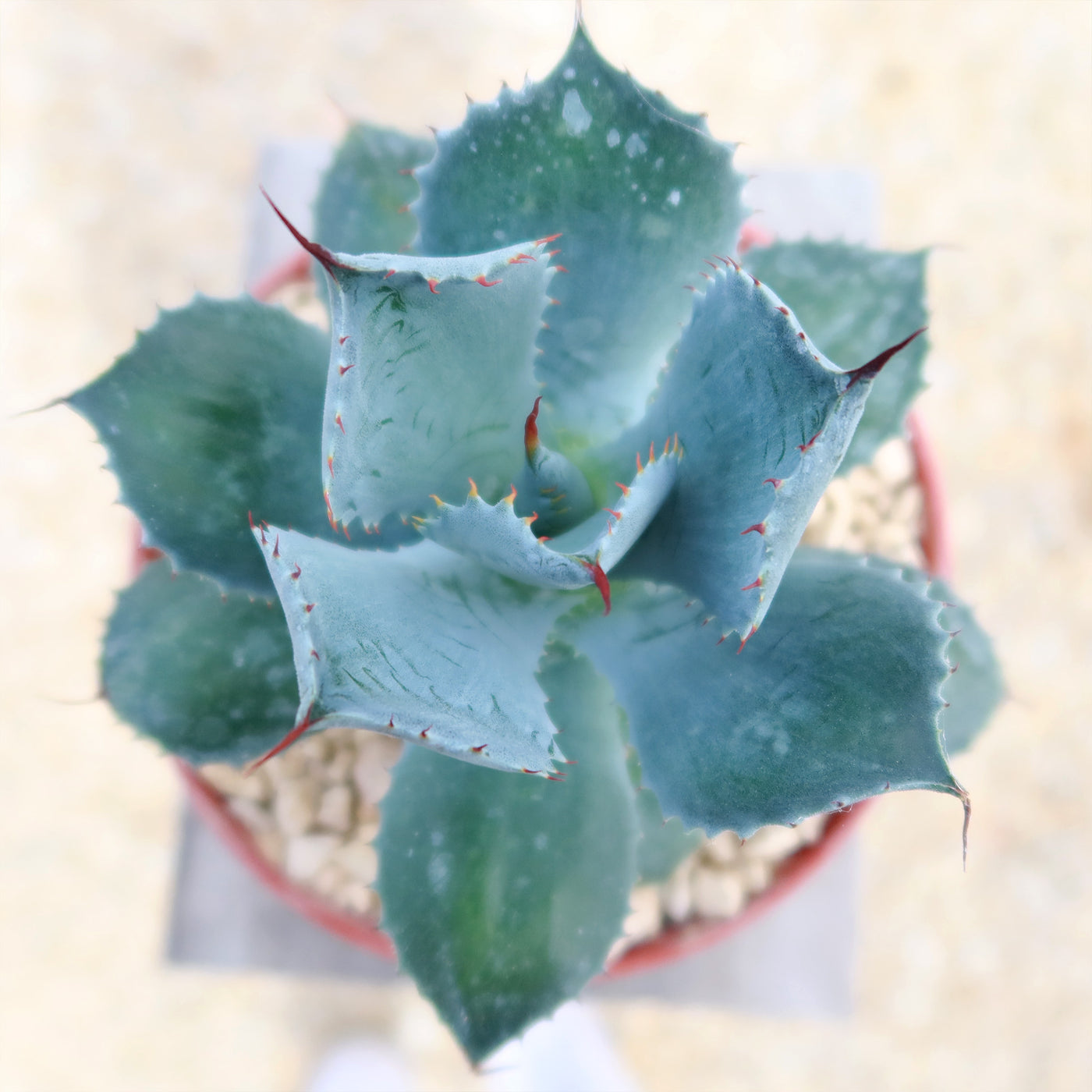 Butterfly Agave Potatorum