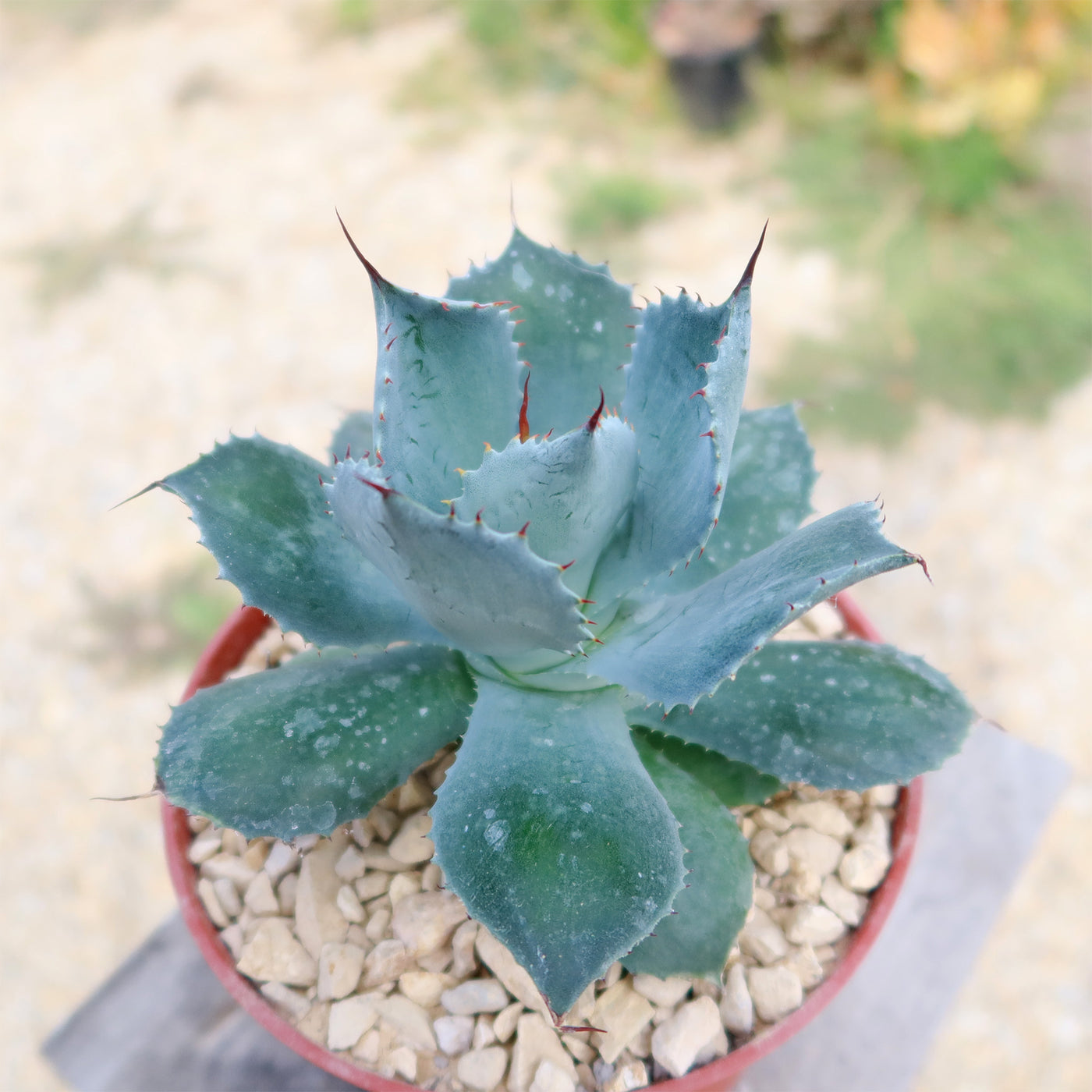 Butterfly Agave Potatorum