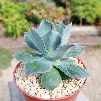 Butterfly Agave Potatorum