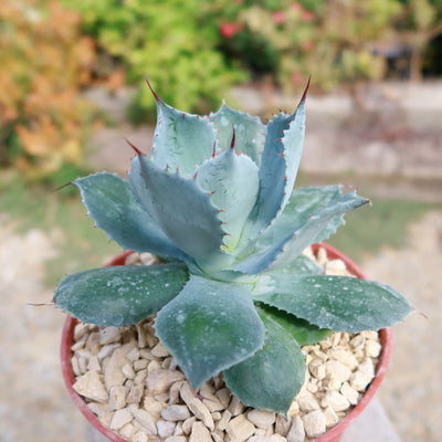 Butterfly Agave Potatorum