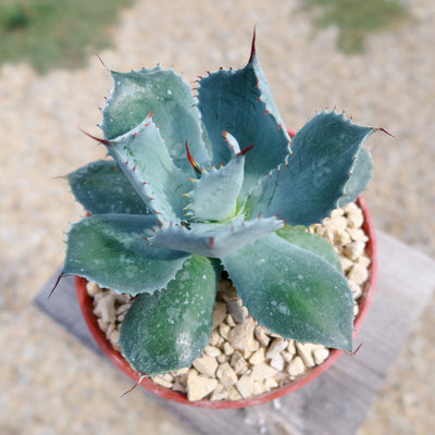 Butterfly Agave Potatorum