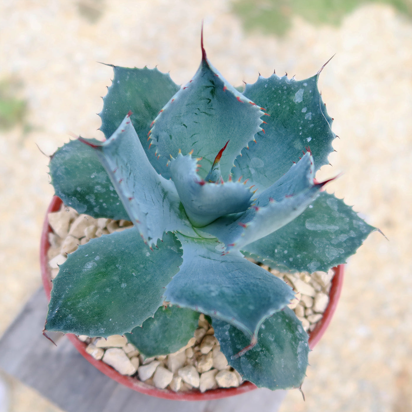 Butterfly Agave Potatorum