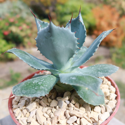 Butterfly Agave Potatorum