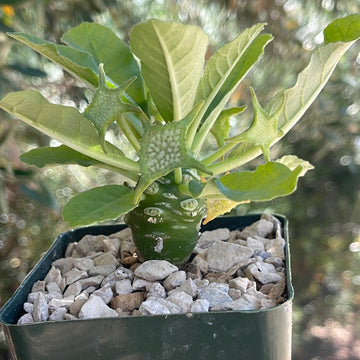 Buy Dorstenia Foetida Online | Shield Flower