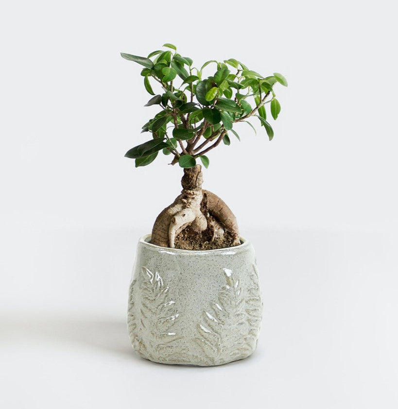 Fern Print Reactive Glazed Pot