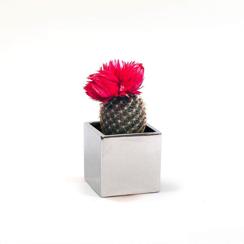 A small cactus with a bright pink bloom in a Silver Ceramic Cube Pot adds a modern touch to your home decor against a white backdrop.