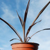 Cordyline &