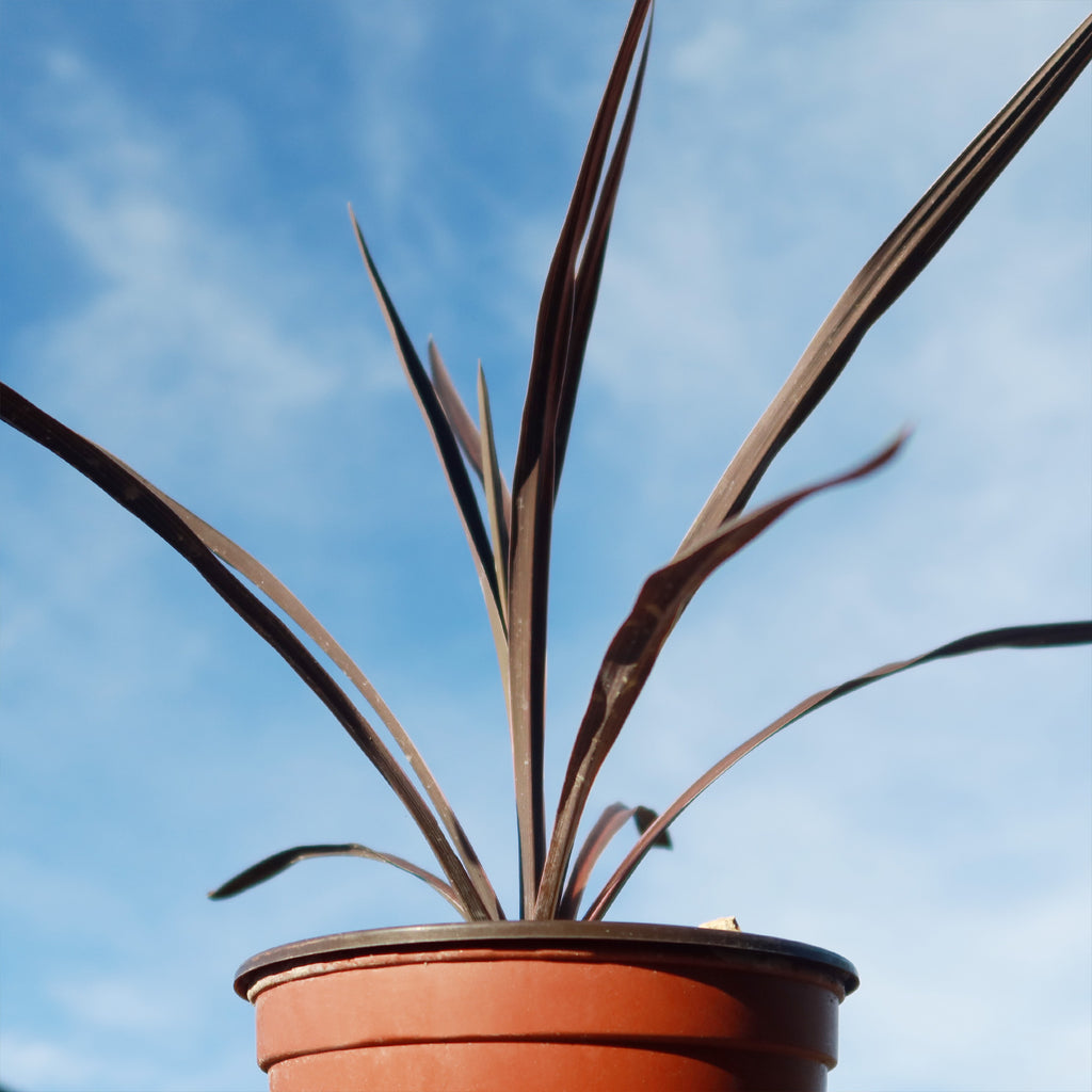 Cordyline &