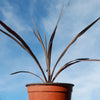 Cordyline &