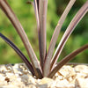 Cordyline &