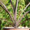 Cordyline &