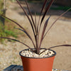 Cordyline &