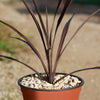 Cordyline &