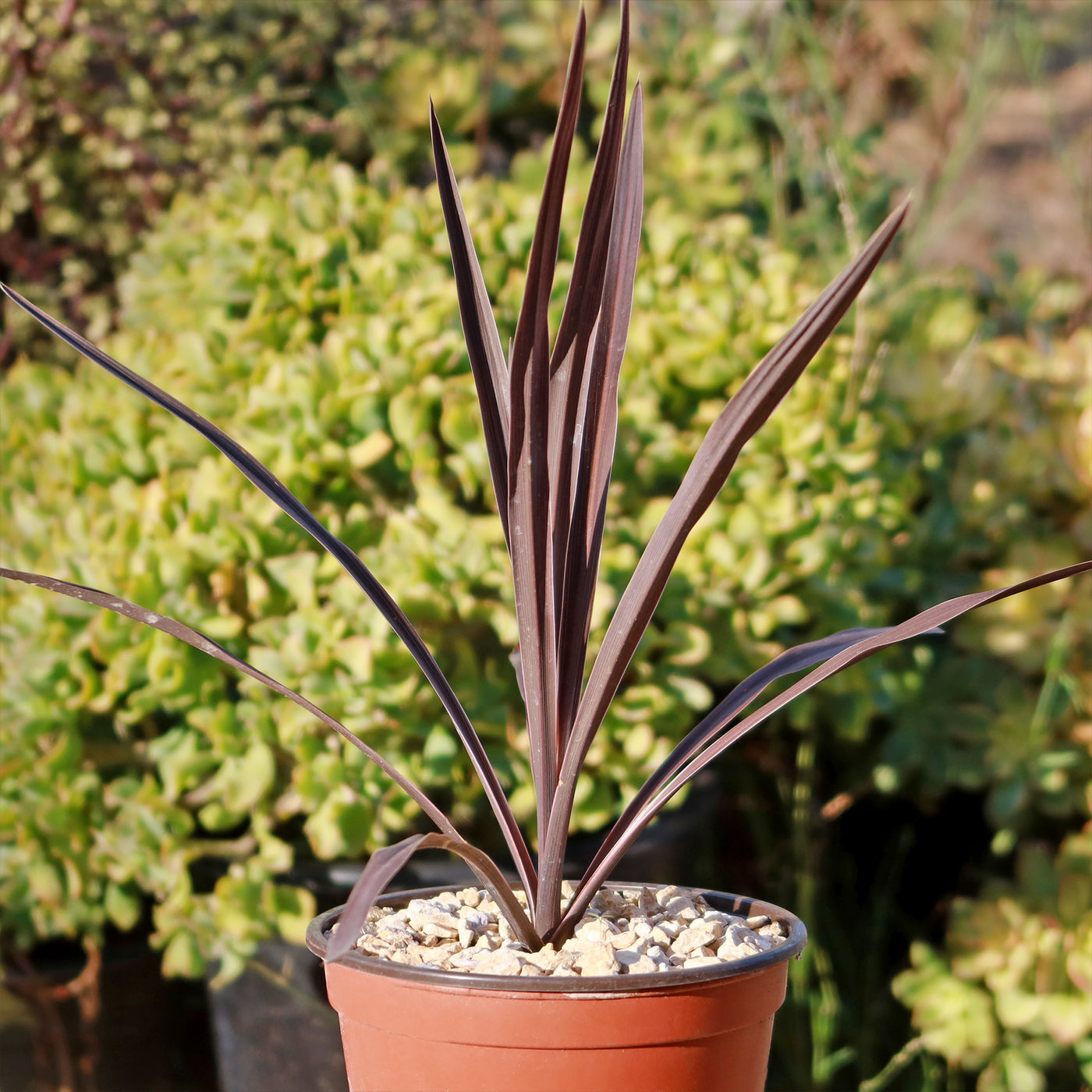 Shop 'Cordyline Red Sensation' Care and Growing Guide | Planet Desert