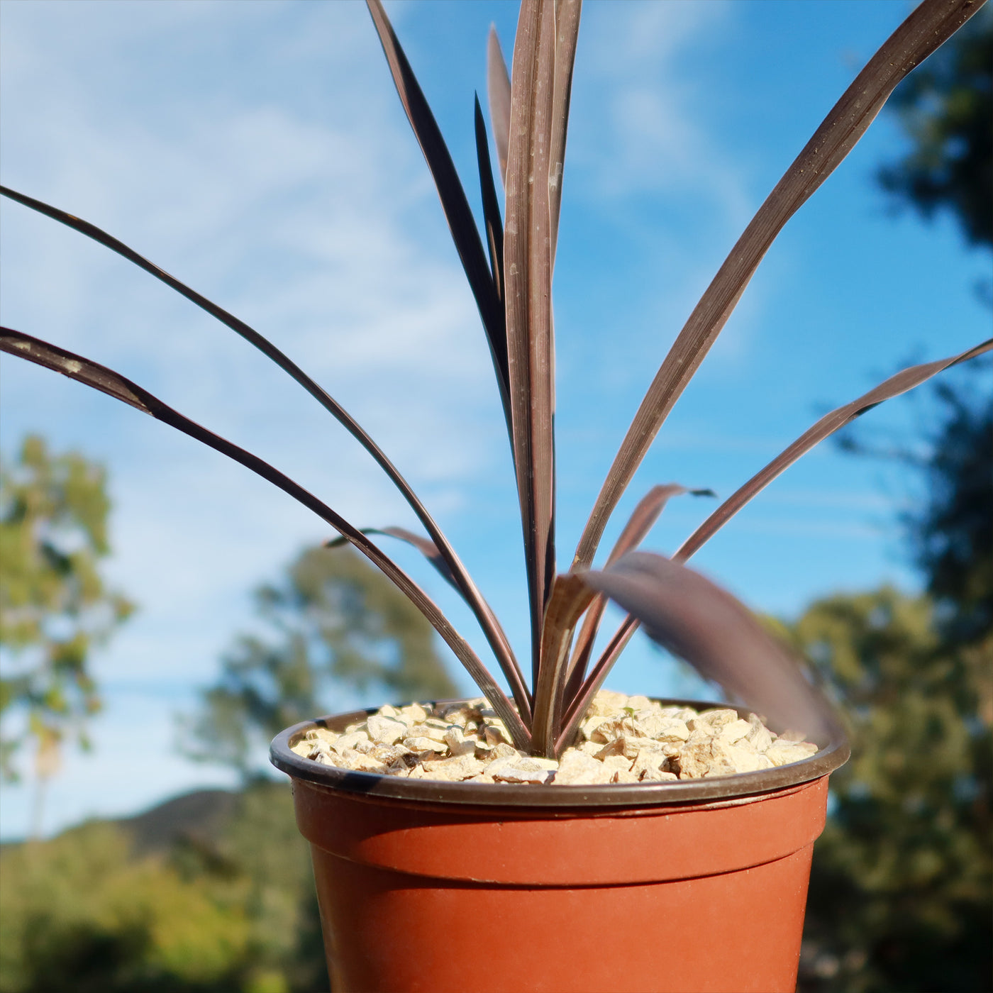 Shop 'Cordyline Red Sensation' Care and Growing Guide | Planet Desert