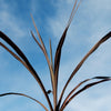 Cordyline &